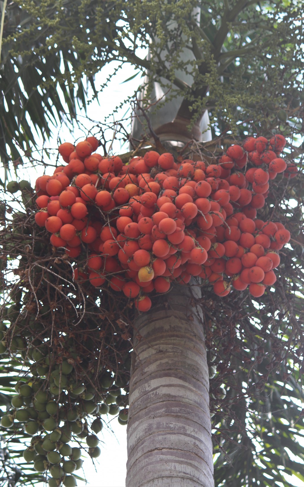 Fruit